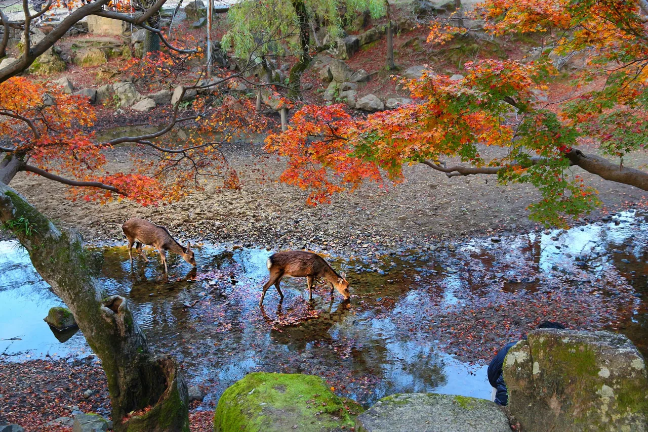 Deer in Nara park in autumn