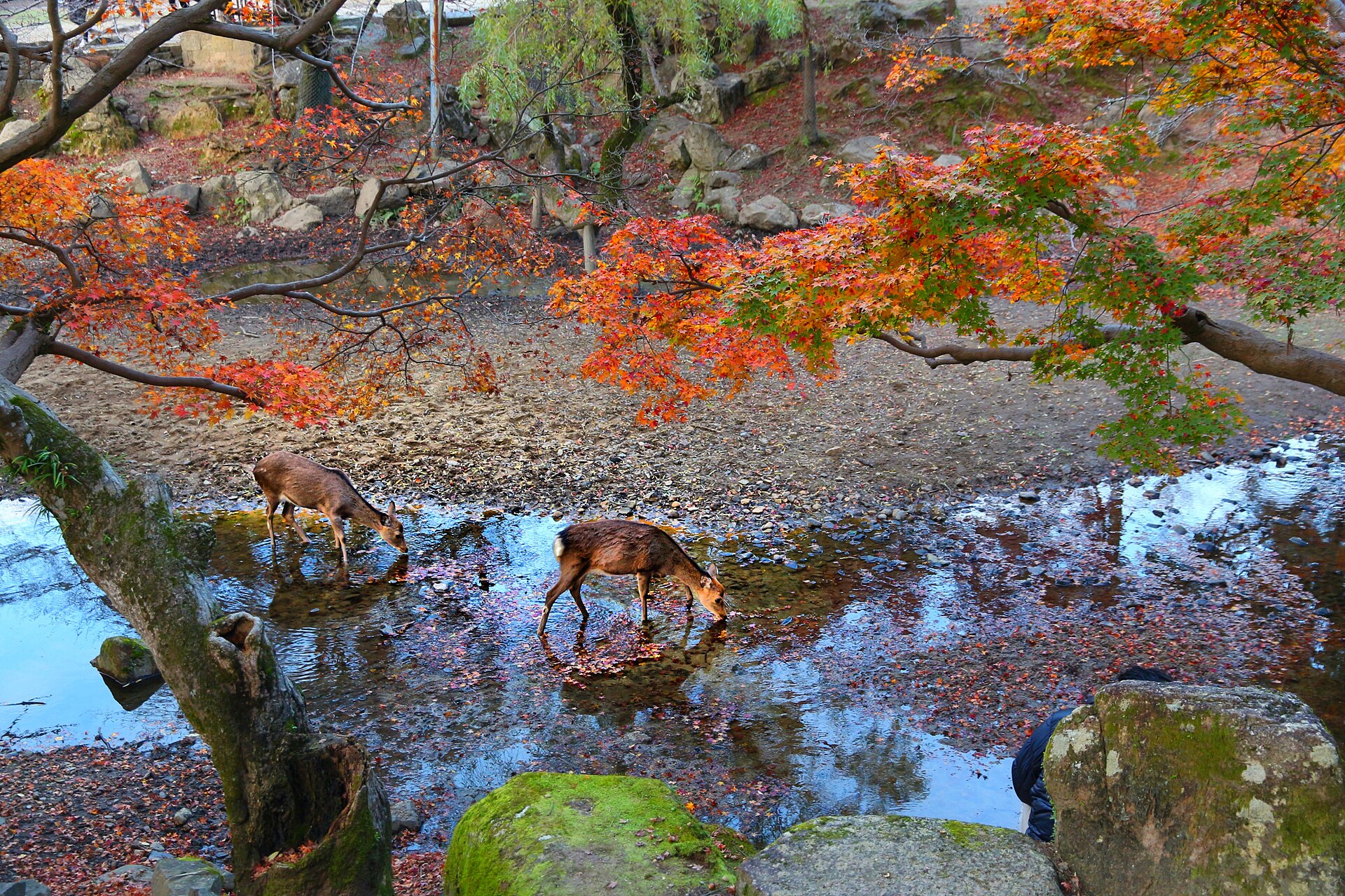Deer drinking beneath autumn leaves in Nara Park